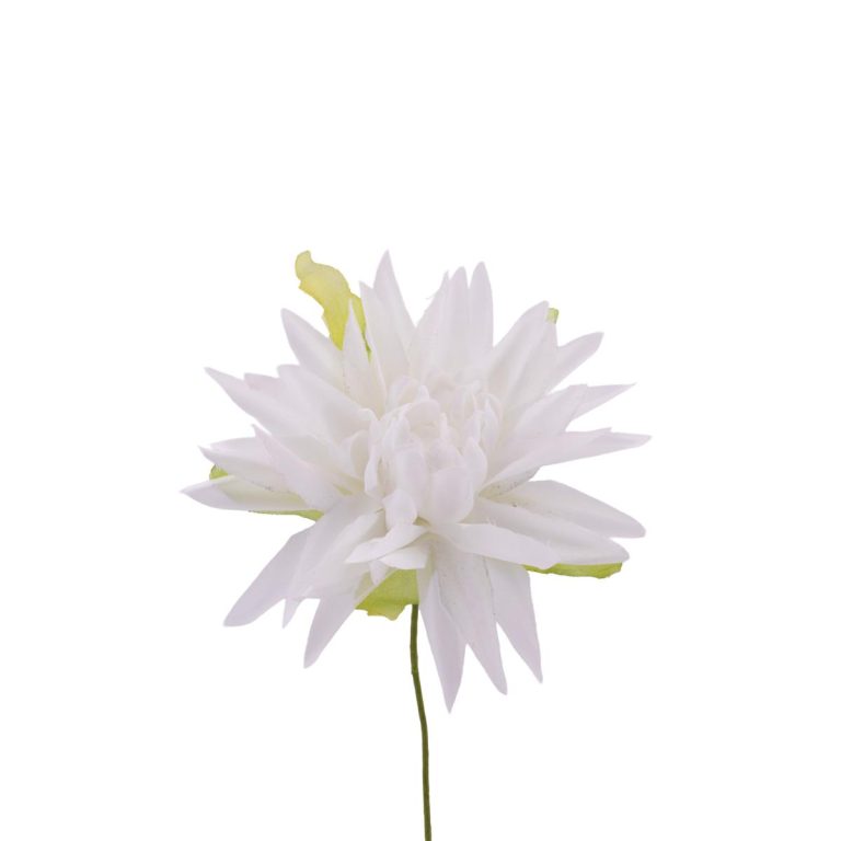 DALIA DIAMETRO MIS. 7 X 10