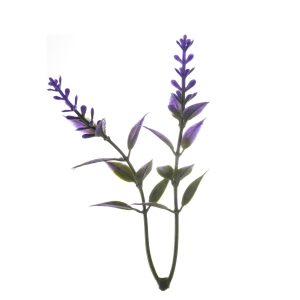 LAVANDA CM. 11