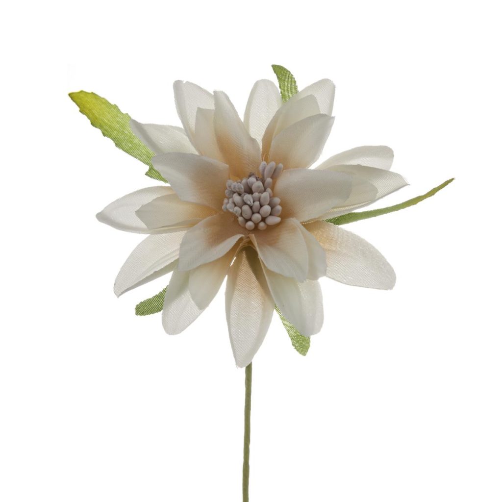 DALIA PICCOLA DIAM. 6 CM
