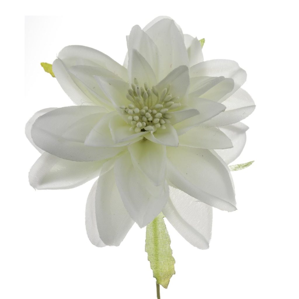 DALIA MEDIA DIAM. 9