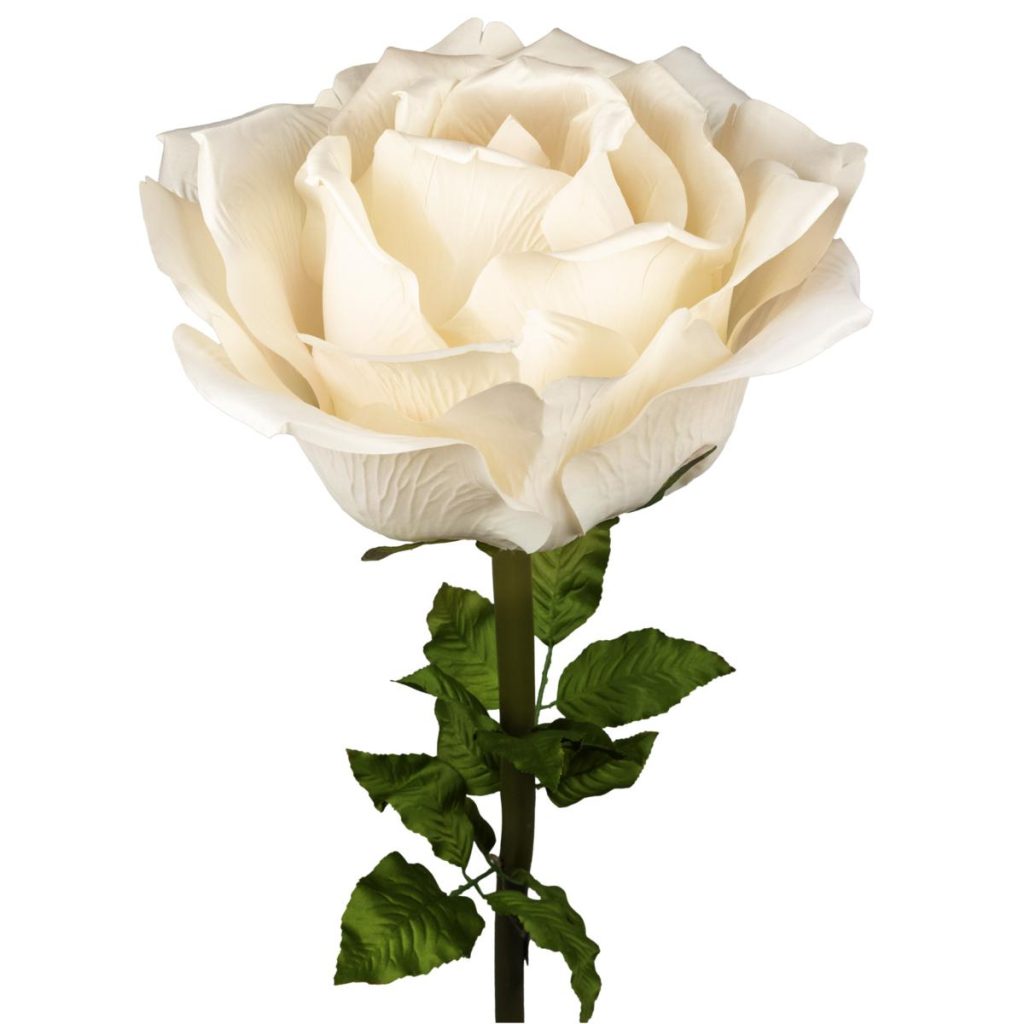 ROSA BIG MIS 100 X 100 X 200