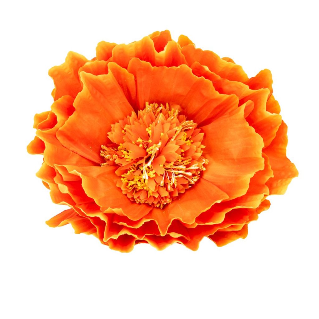PEONIA MEDIA MIS. 50 X 50 X 130