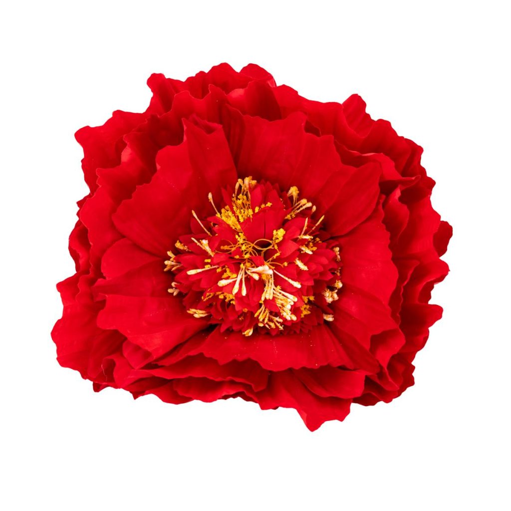 PEONIA MEDIA MIS. 50 X 50 X 130